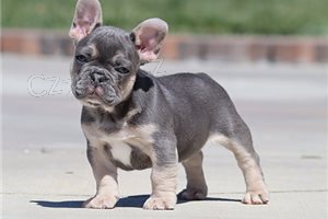 Štěňata francouzského buldočka. Štěňata francouzského buldočka.