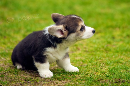 �t��ata Welsh Corgi