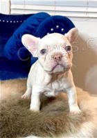 Štěňata francouzského buldočka. Štěňata francouzského buldočka.