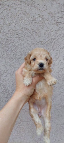 Maltipoo �t��ata
