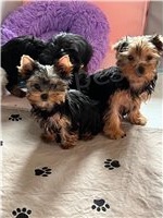 Nádherná Yorkshirská štěňátka. Nádherná Yorkshirská štěňátka.