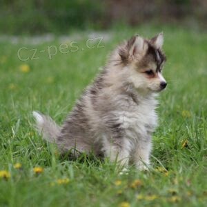 Prod�m psa Pomsk�ho.