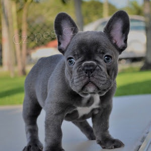 Prod�m zdrav� �t�n� francouzsk�ho buldo�ka.