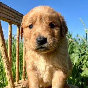 Prod�m roztomil� �t�n� zlat�ho retr�vra.