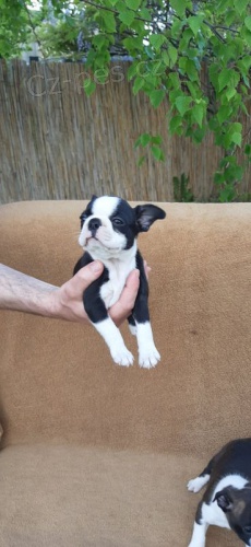 Bostonsk� teri�r