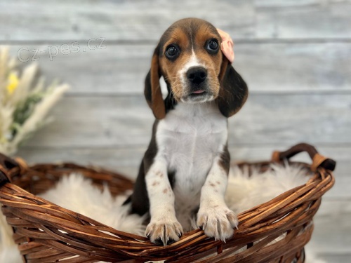 štěňata  beagle, zoufale potřebující nové domovy, ne na prodej, šťastný nový rok. štěňata  beagle, zoufale potřebující nové domovy, ne na prodej, šťastný nový rok.