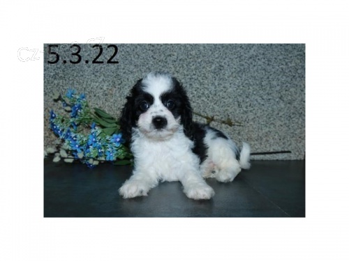 kavapoo (kavalír king charles / pudl mix) španěl Štěňata, kteří hledají navždy domovy. kavapoo (kavalír king charles / pudl mix) španěl Štěňata, kteří hledají navždy domovy.