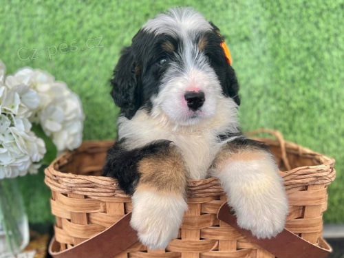 Bernedoodle štěňata k dispozici Bernedoodle štěňata k dispozici