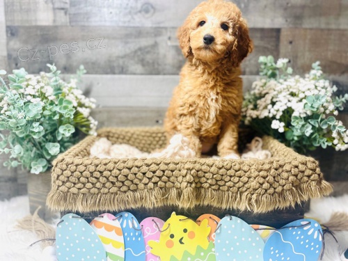 Seznamte se s Mini Goldendoodle připraveným vyrazit Seznamte se s Mini Goldendoodle připraveným vyrazit