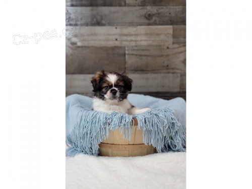 pomchi (pomeranian + Shih Tzu ) připraveno jít pomchi (pomeranian + Shih Tzu ) připraveno jít