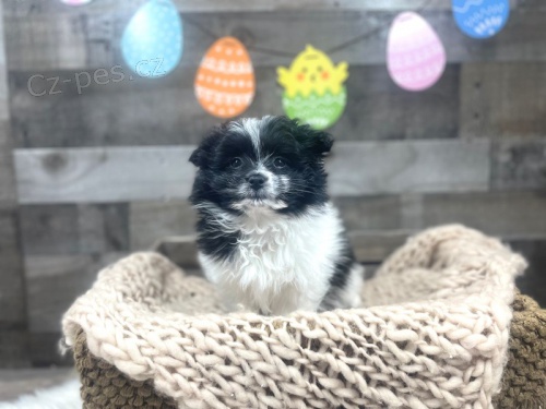 HavaPom ( Havanese + Pomeranian ) pro nové domovy HavaPom ( Havanese + Pomeranian ) pro nové domovy