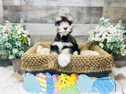 Maltipoo ( Maltes+Pudl)  štěňata k dispozici kontakt pro více informací a obrázků Maltipoo ( Maltes+Pudl)  štěňata k dispozici kontakt pro více informací a obrázků