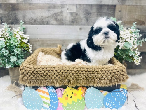 samci a samice štěňata shih tzu zoufale potřebují co nejdříve nové domovy samci a samice štěňata shih tzu zoufale potřebují co nejdříve nové domovy