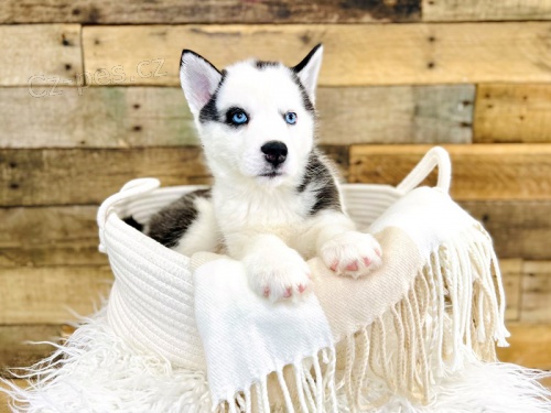 štěňátka sibiřského husky pro adopci. kontakt pro více informací a obrázků štěňátka sibiřského husky pro adopci. kontakt pro více informací a obrázků