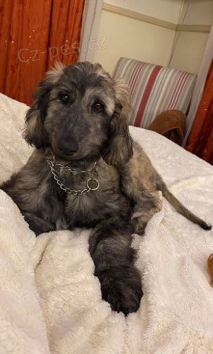 Afghánský chrt štěňata k adopci Afghánský chrt štěňata k adopci