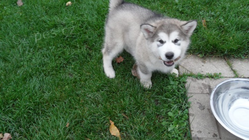 Aljašské děti Malamute jsou k dispozici co nejdříve Aljašské děti Malamute jsou k dispozici co nejdříve