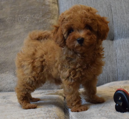2 mini pudlová štěňátka k adopci 2 mini pudlová štěňátka k adopci