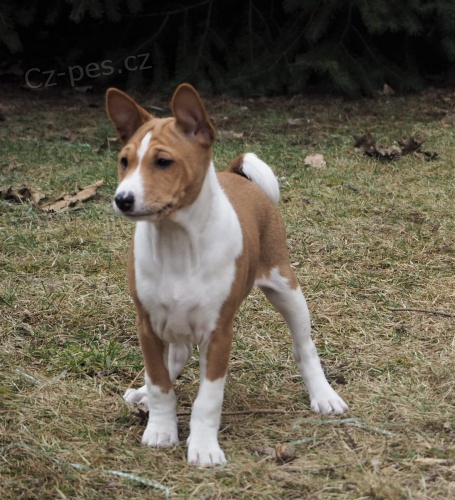 2 Basenji lovecká štěňata muzy a zeni 2 Basenji lovecká štěňata muzy a zeni