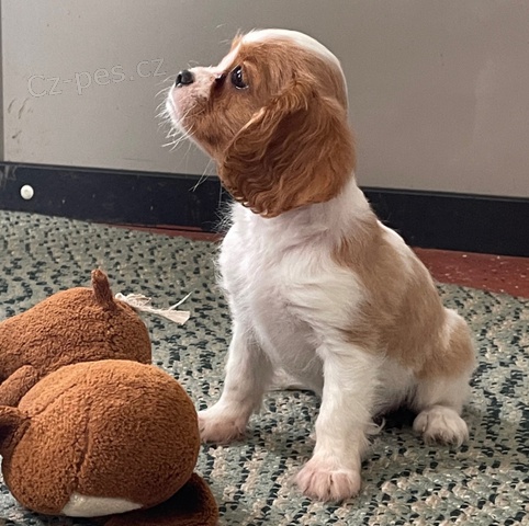 štěňata kavalír king charles španěl štěňata kavalír king charles španěl