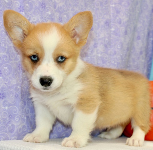 štěňata Welsh corgi pembroke k dispozici štěňata Welsh corgi pembroke k dispozici