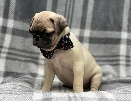 štěňata Mops k dispozici štěňata Mops k dispozici