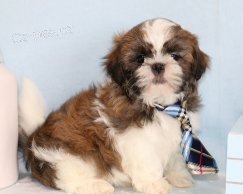štěňata Shih-Tzu k dispozici štěňata Shih-Tzu k dispozici