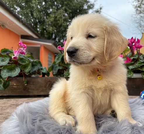 štěňata Zlatý retriever k dispozici štěňata Zlatý retriever k dispozici