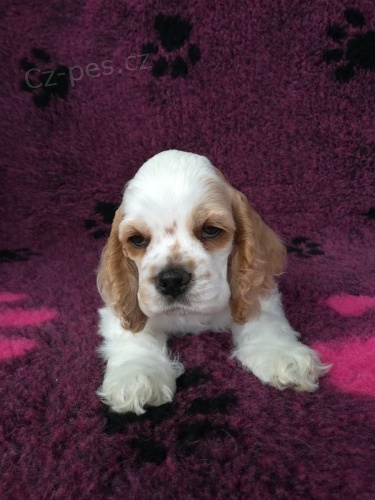 Americky  �t��ata korkrspanel   t�dn� star�  Jeden mu�  Jedna �ena b�l�