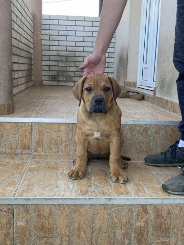 Jihoafrick� mastin - Boerboel