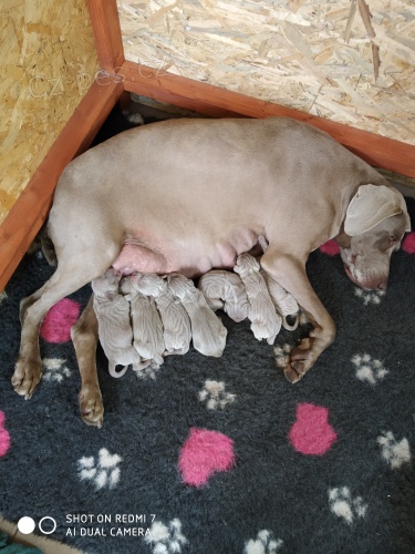 Prod�m �t��ata V�marsk�ho oha�e kr�tkosrst�ho s PP