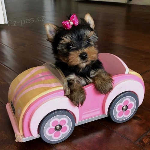 štěňata mini jorkšírského teriéra k adopci. Štěňata jsou všechna očkovaná a zdravá štěňata mini jorkšírského teriéra k adopci. Štěňata jsou všechna očkovaná a zdravá