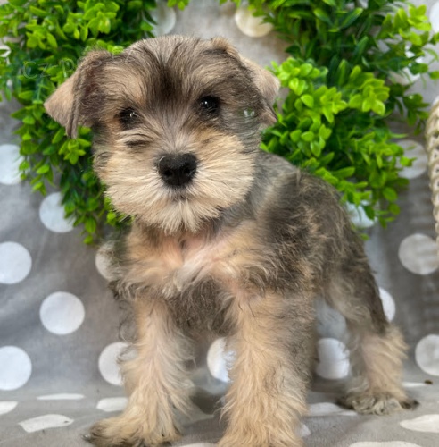 Štěňata miniaturního knírače k adopci. Štěňata miniaturního knírače k adopci.