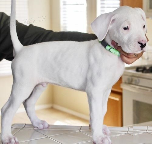 Štěňata argentinské doga k adopci. Štěňata argentinské doga k adopci.