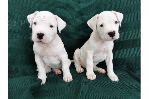 očkovaná a odčervená štěňata Dogo argentino k adopci. očkovaná a odčervená štěňata Dogo argentino k adopci.