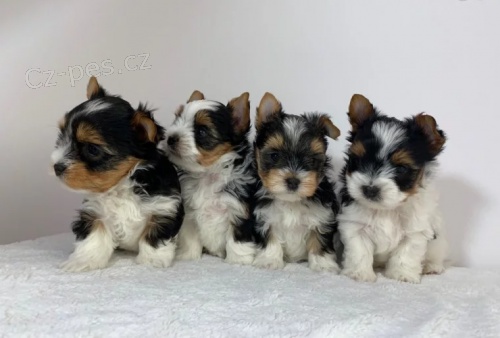 očkovaná štěňata pejska a fenky Biewer yorkshire teriéra k adopci. Štěňata jsou všechna očkovaná a zdravá očkovaná štěňata pejska a fenky Biewer yorkshire teriéra k adopci. Štěňata jsou všechna očkovaná a zdravá