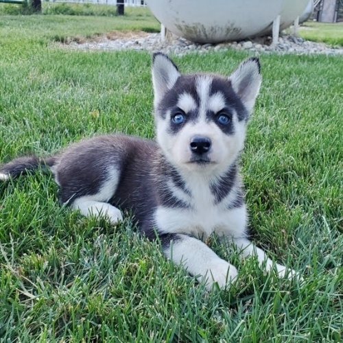 krásná žena a muž sibiřský husky s krásnýma modrýma očima k adopci. krásná žena a muž sibiřský husky s krásnýma modrýma očima k adopci.