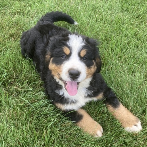 o�kovan� a zdrav� �t��ata bernsk�ho sala�nick�ho psa k adopci. V�ichni jsou o�kovan�, od�erven� a r�di si hraj� s d�tmi a jin�mi zv��aty.