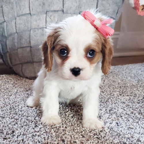 Zdrav� o�kovan� a od�erven� �t��ata Kaval�r King Charles Spaniel k adopci. �t���tka jsou v�echna o�kovan� a od�erven�.