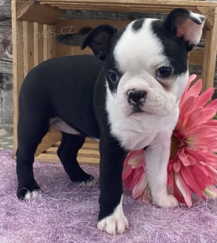 o�kovan� a od�erven� �t��ata bostonsk�ho teri�ra k adopci