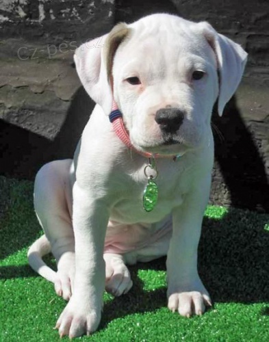 Kr�sn� a rozko�n� �t���tka americk�ho buldo�ka k adopci. 