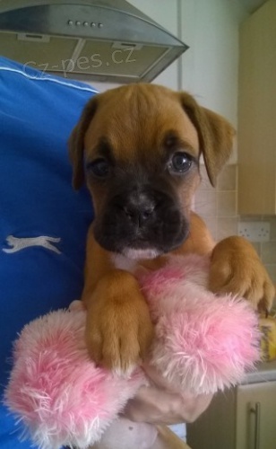 Krásná štěňata německého boxera k adopci. Krásná štěňata německého boxera k adopci.