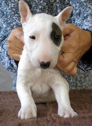 krásná štěňátka anglického bulteriéra k adopci krásná štěňátka anglického bulteriéra k adopci