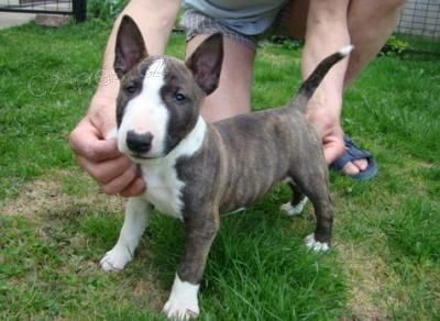 krásná štěňátka anglického bulteriéra k adopci krásná štěňátka anglického bulteriéra k adopci