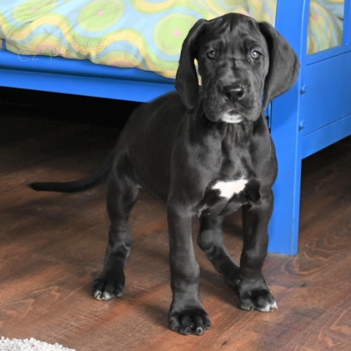 o�kovan� �ern� n�meck� doga �t��ata k adopci