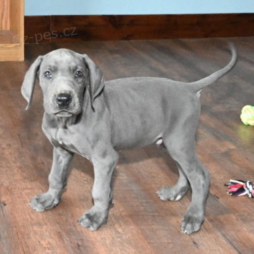 o�kovan� n�meck� doga �t��ata k adopci