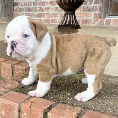 Prod�m kr�sn� a o�kovan� �t��ata fen a ps� anglick�ho buldo�ka