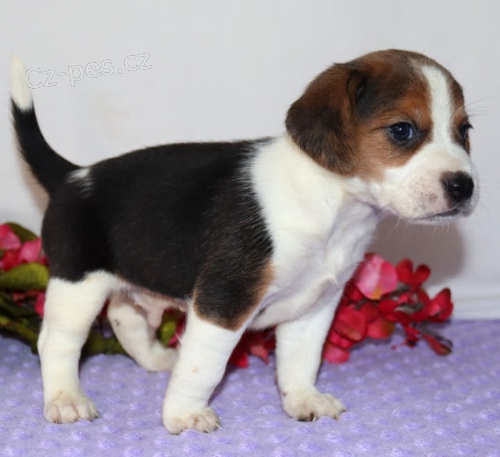 zdrav� a o�kovan� �t��ata b�gla k adopci