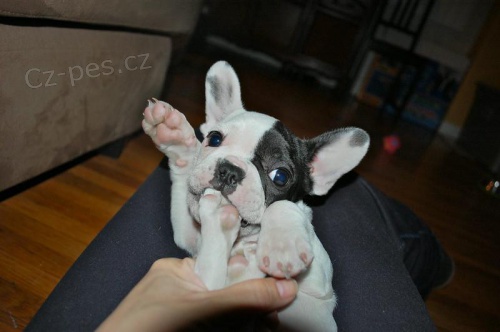 Štěňata francouzského buldočka. Štěňata francouzského buldočka.