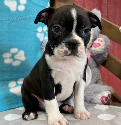 Prod�m �t��ata bostonsk�ho teri�ra