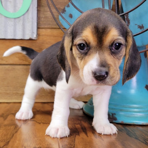 Prod�m kr�sn� a rozko�n� �t��ata b�gla.